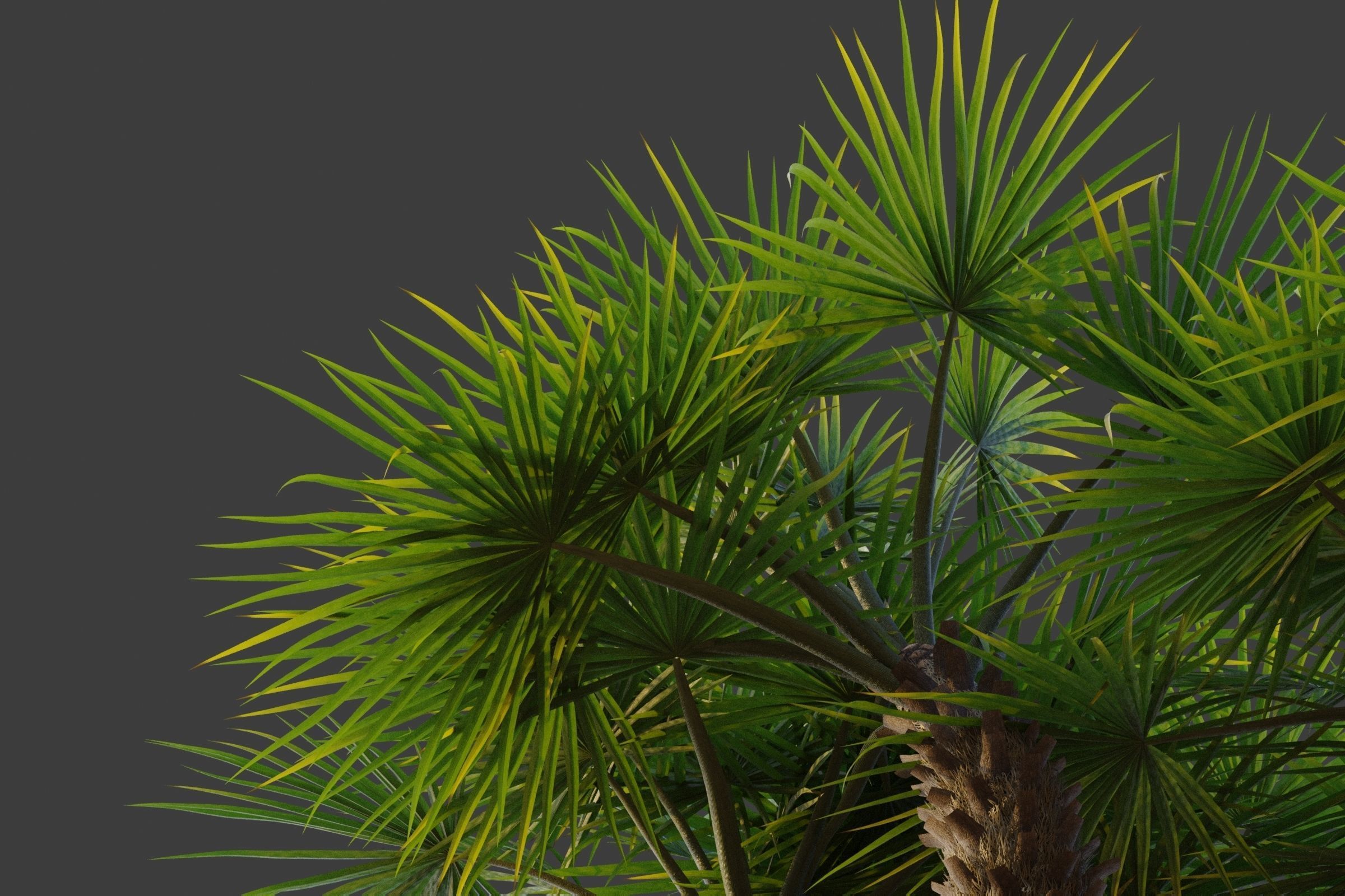 XfrogPlants European Fan Palm - Chamaerops Humilis  3D model_4