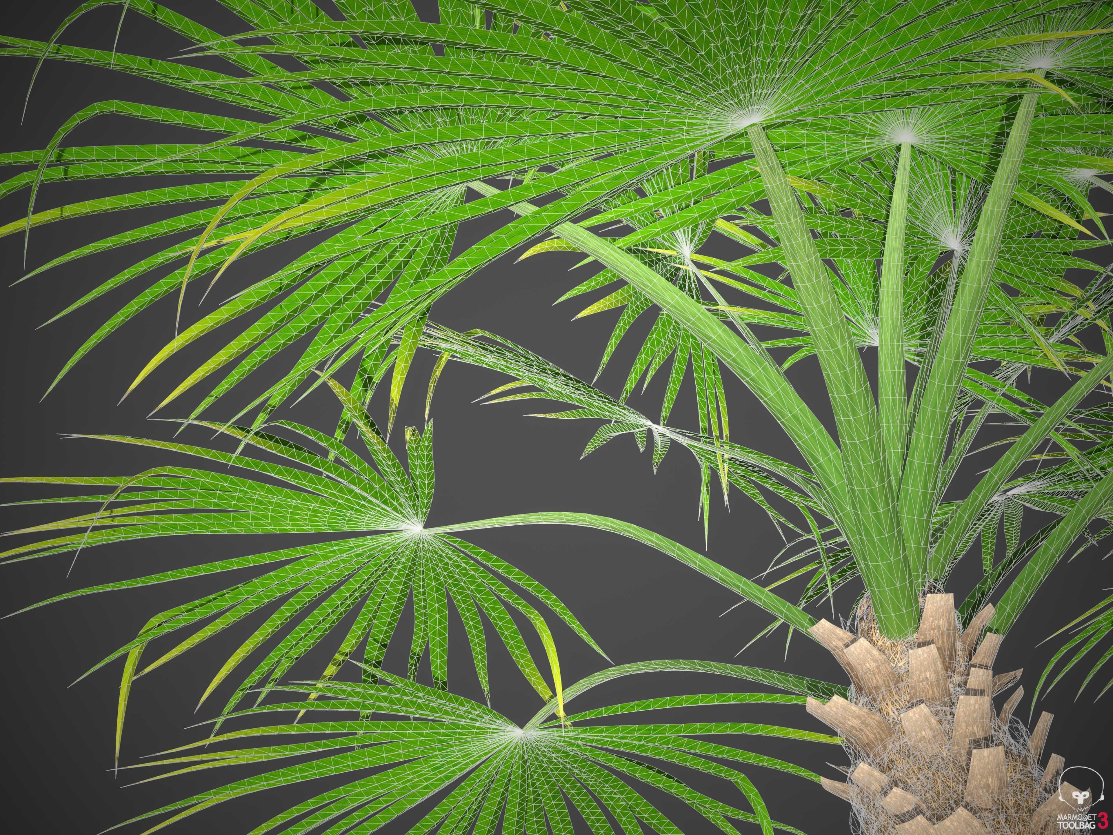XfrogPlants European Fan Palm - Chamaerops Humilis  3D model_6