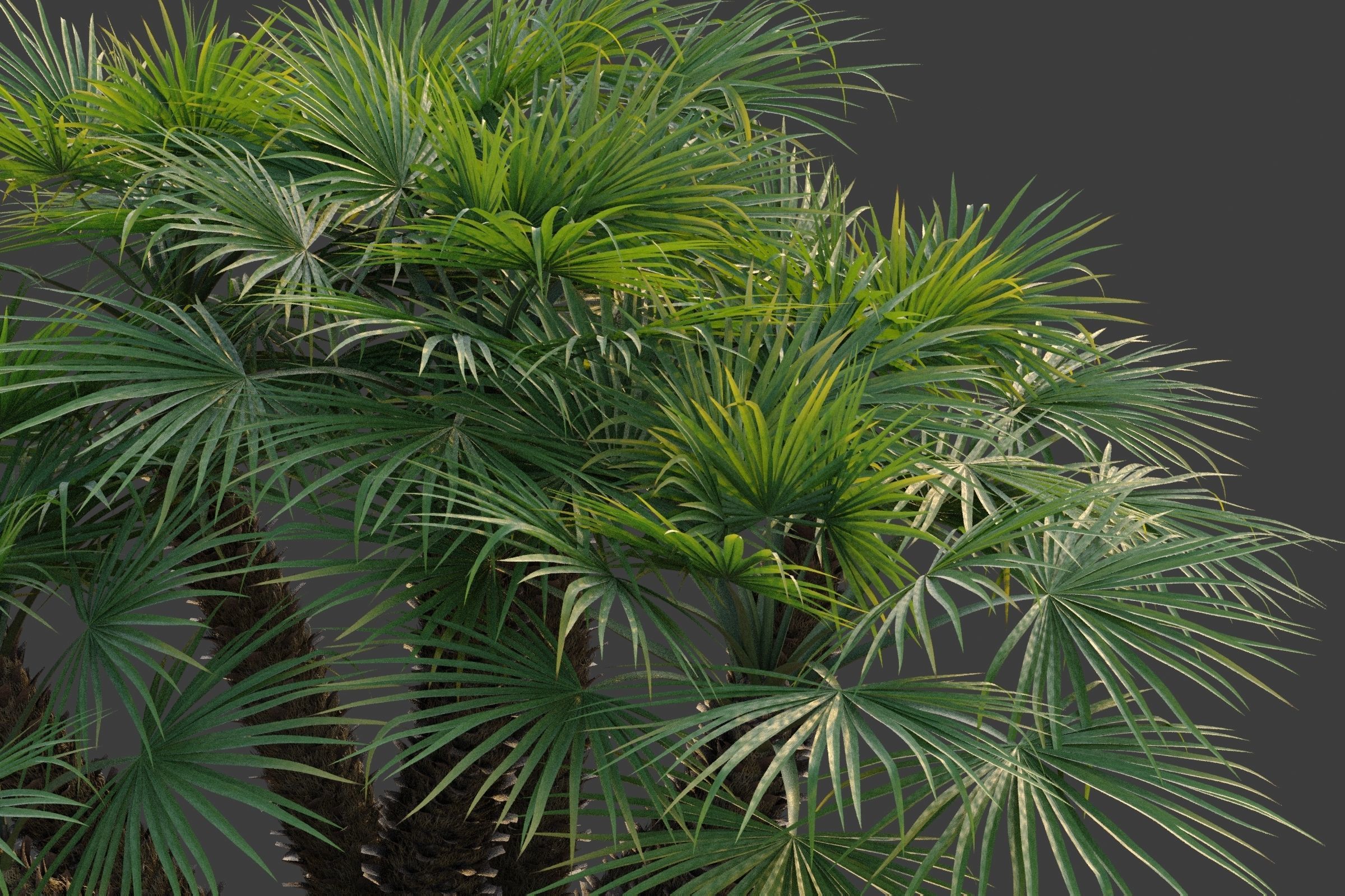 XfrogPlants European Fan Palm - Chamaerops Humilis  3D model_2