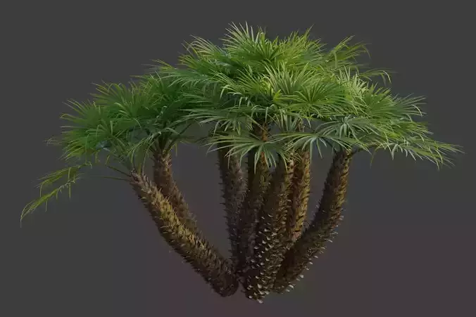 XfrogPlants European Fan Palm - Chamaerops Humilis  3D model