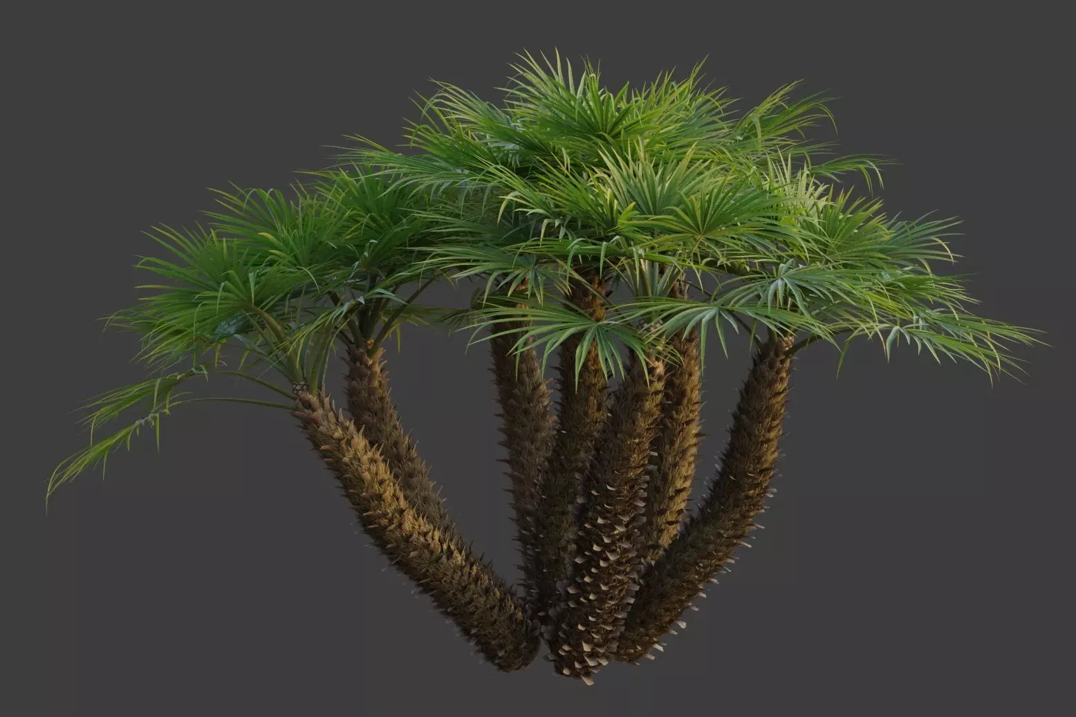 XfrogPlants European Fan Palm - Chamaerops Humilis  3D model_0