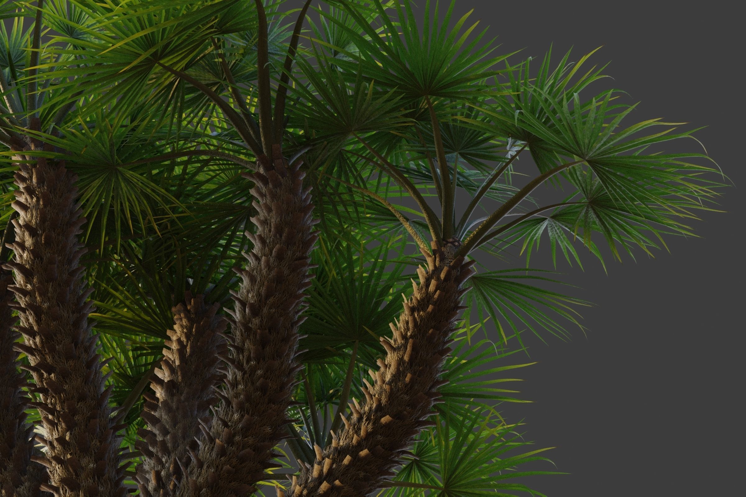 XfrogPlants European Fan Palm - Chamaerops Humilis  3D model_3