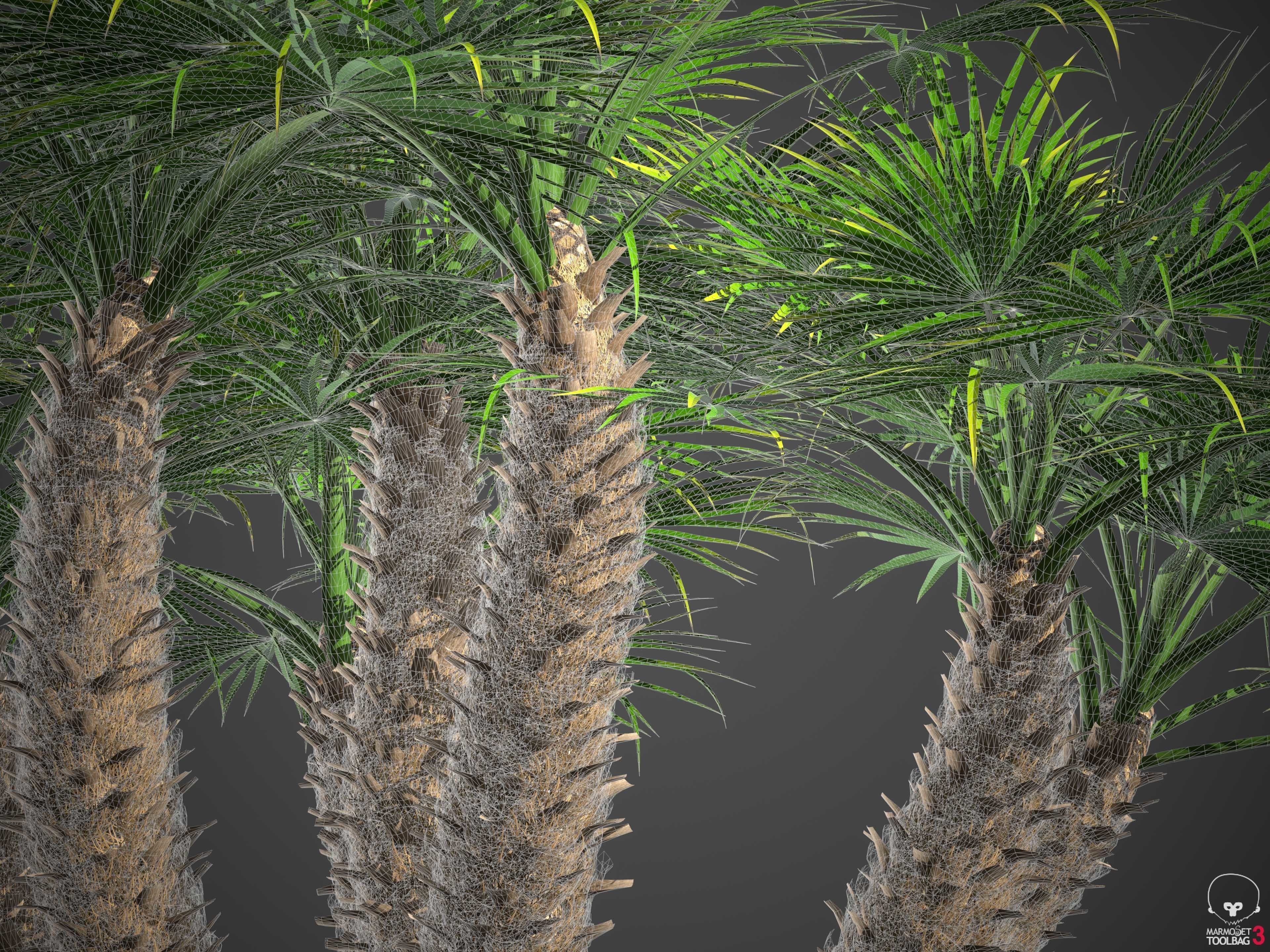 XfrogPlants European Fan Palm - Chamaerops Humilis  3D model_8