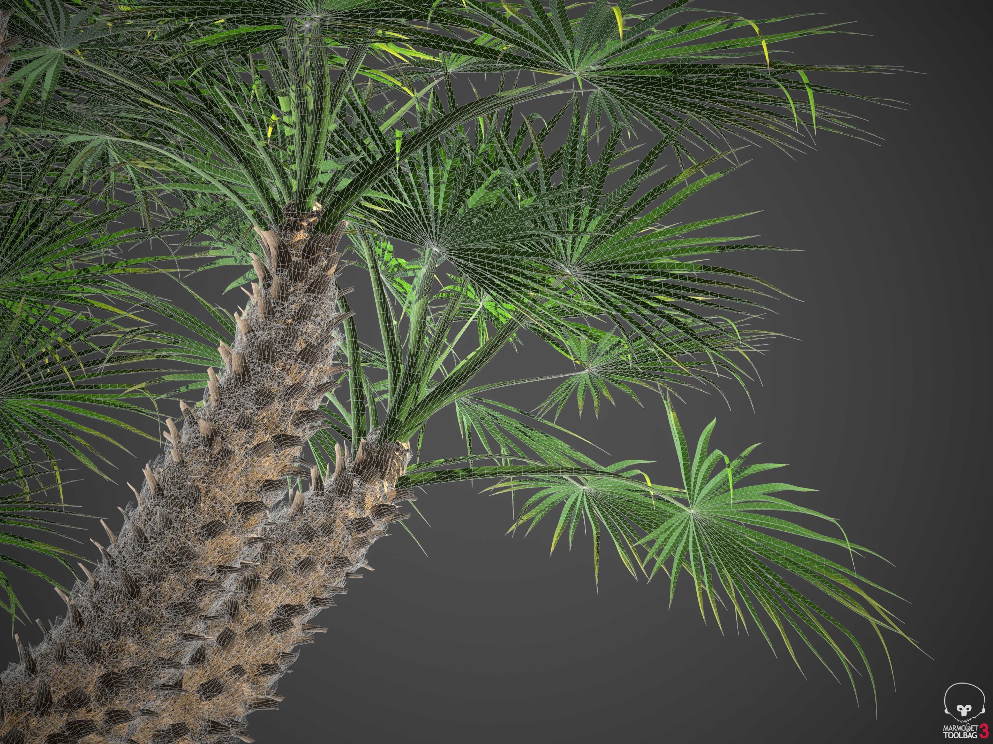 XfrogPlants European Fan Palm - Chamaerops Humilis  3D model_7