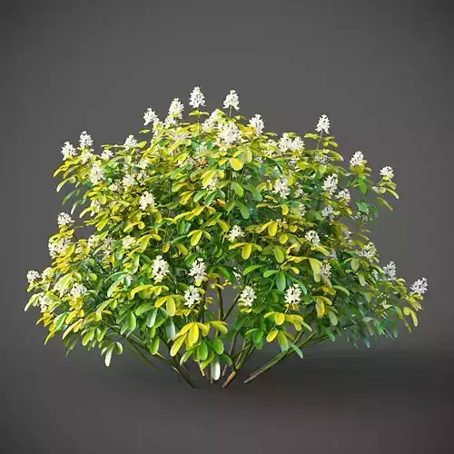 XfrogPlants Mexican Orange Blossom - Choisya Ternata Sundance  3D model