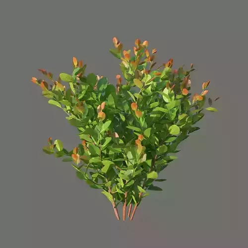 XfrogPlants Cocoplum - Chrysobalanus Icaco  3D model