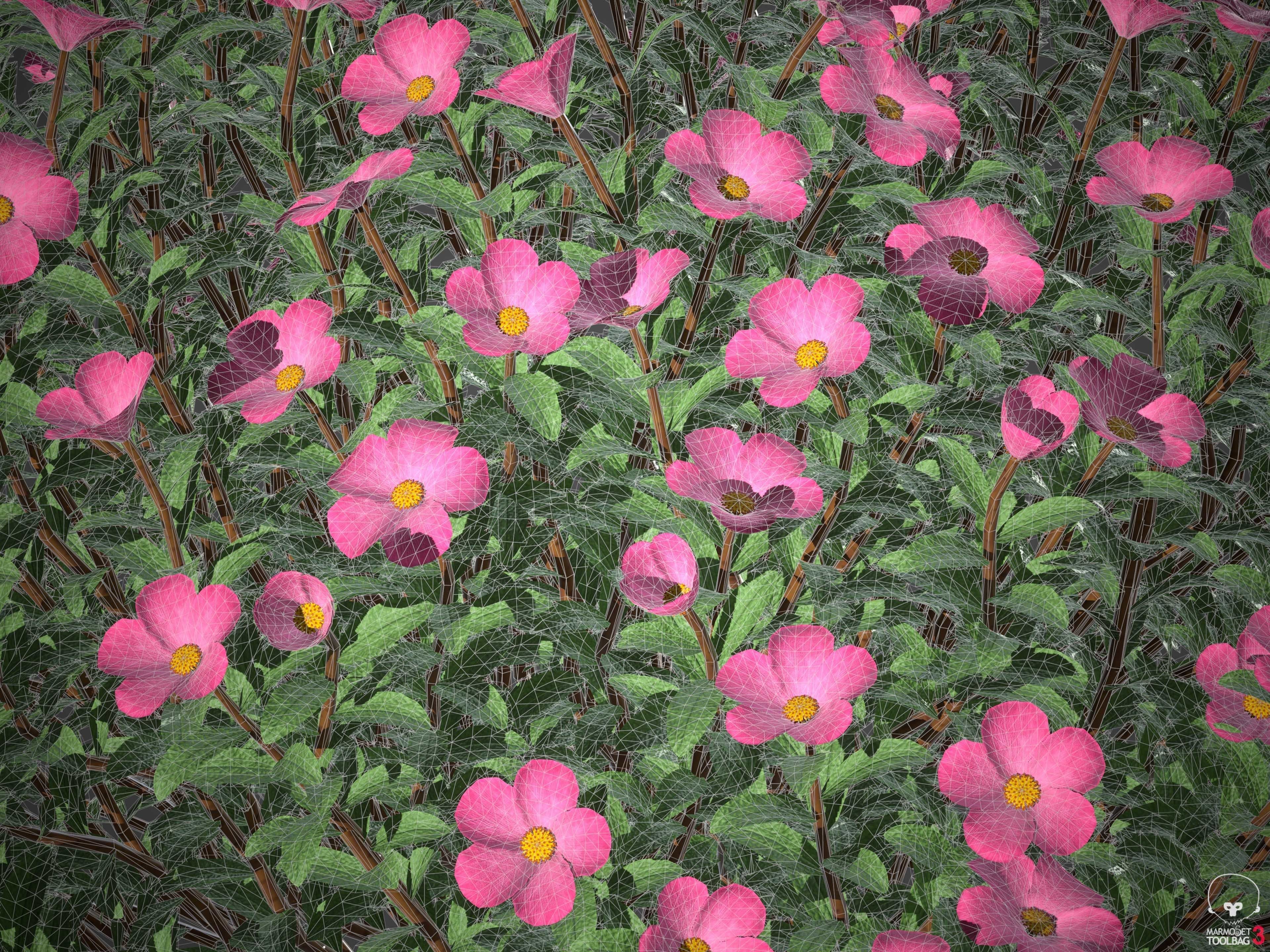 XfrogPlants Magenta Rock Rose - Cistus Pulverulentus 3D model_5
