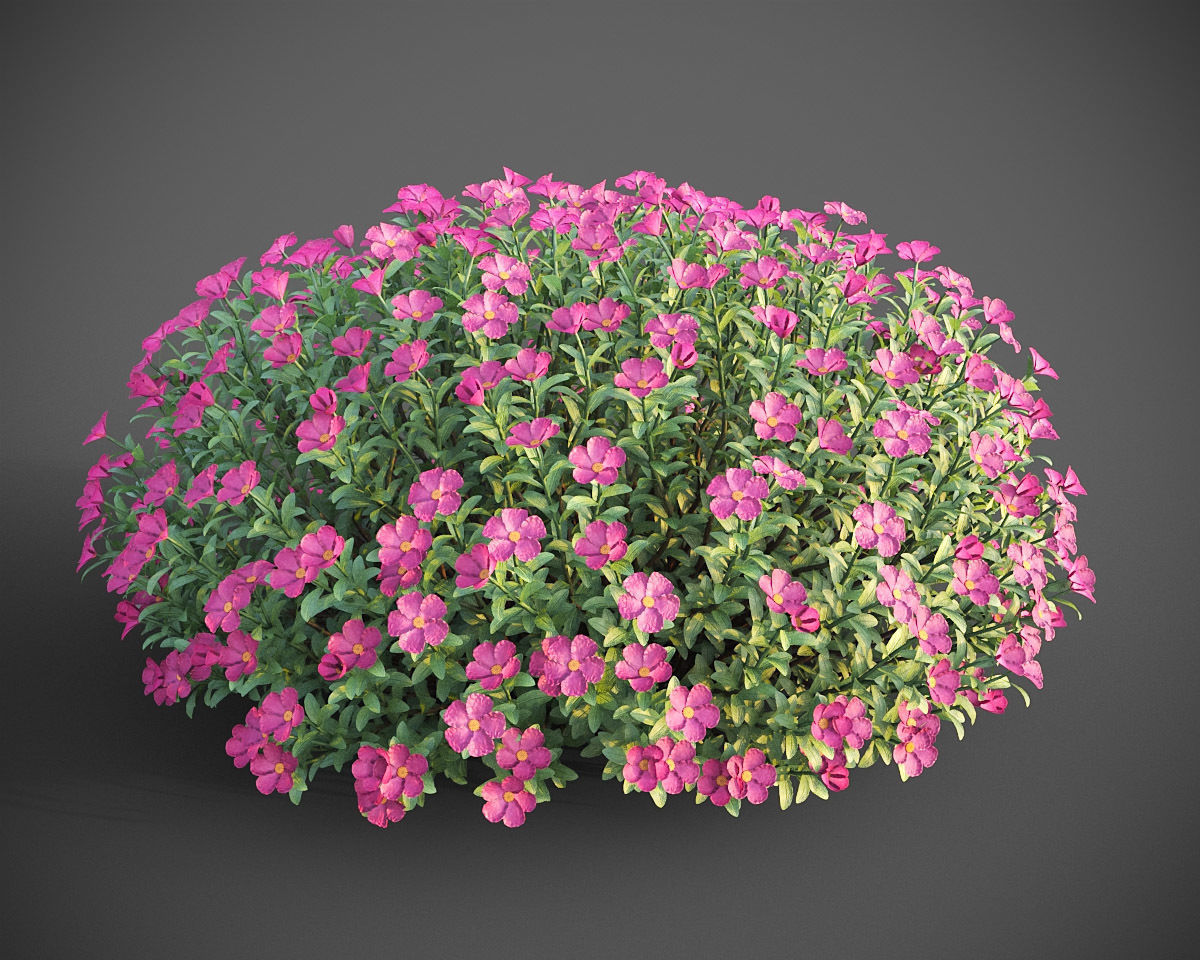 XfrogPlants Magenta Rock Rose - Cistus Pulverulentus 3D model_3