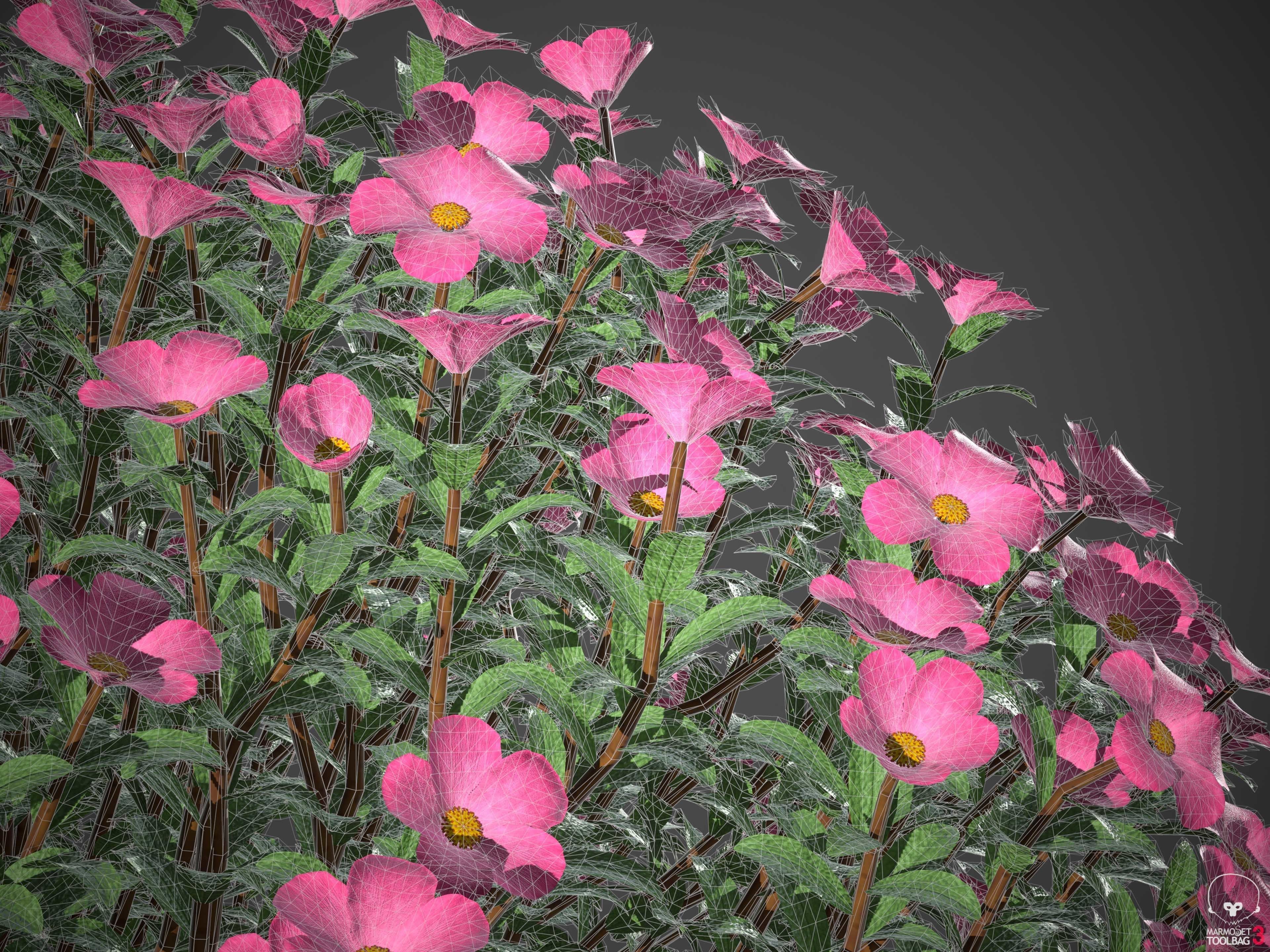 XfrogPlants Magenta Rock Rose - Cistus Pulverulentus 3D model_4