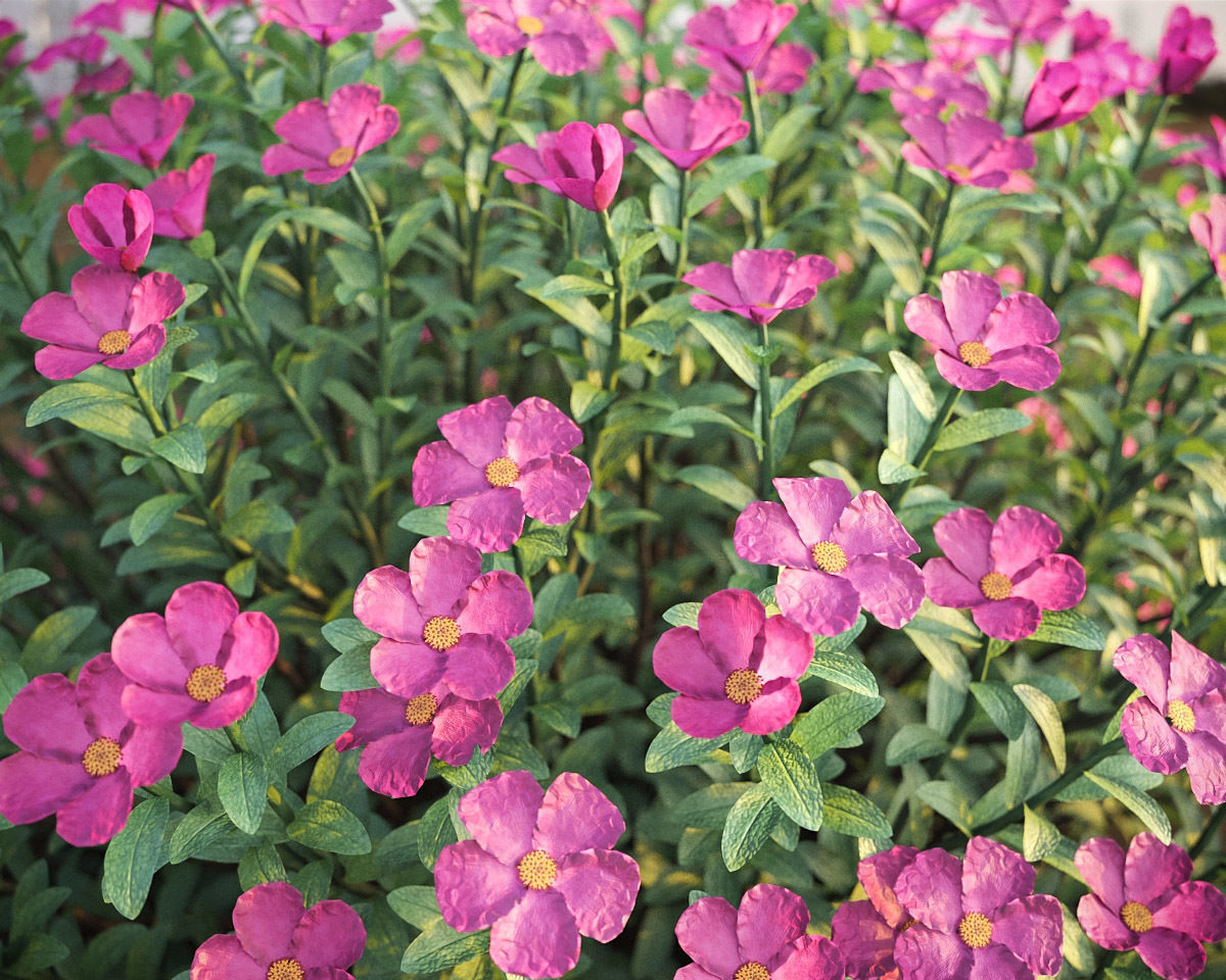 XfrogPlants Magenta Rock Rose - Cistus Pulverulentus 3D model_2