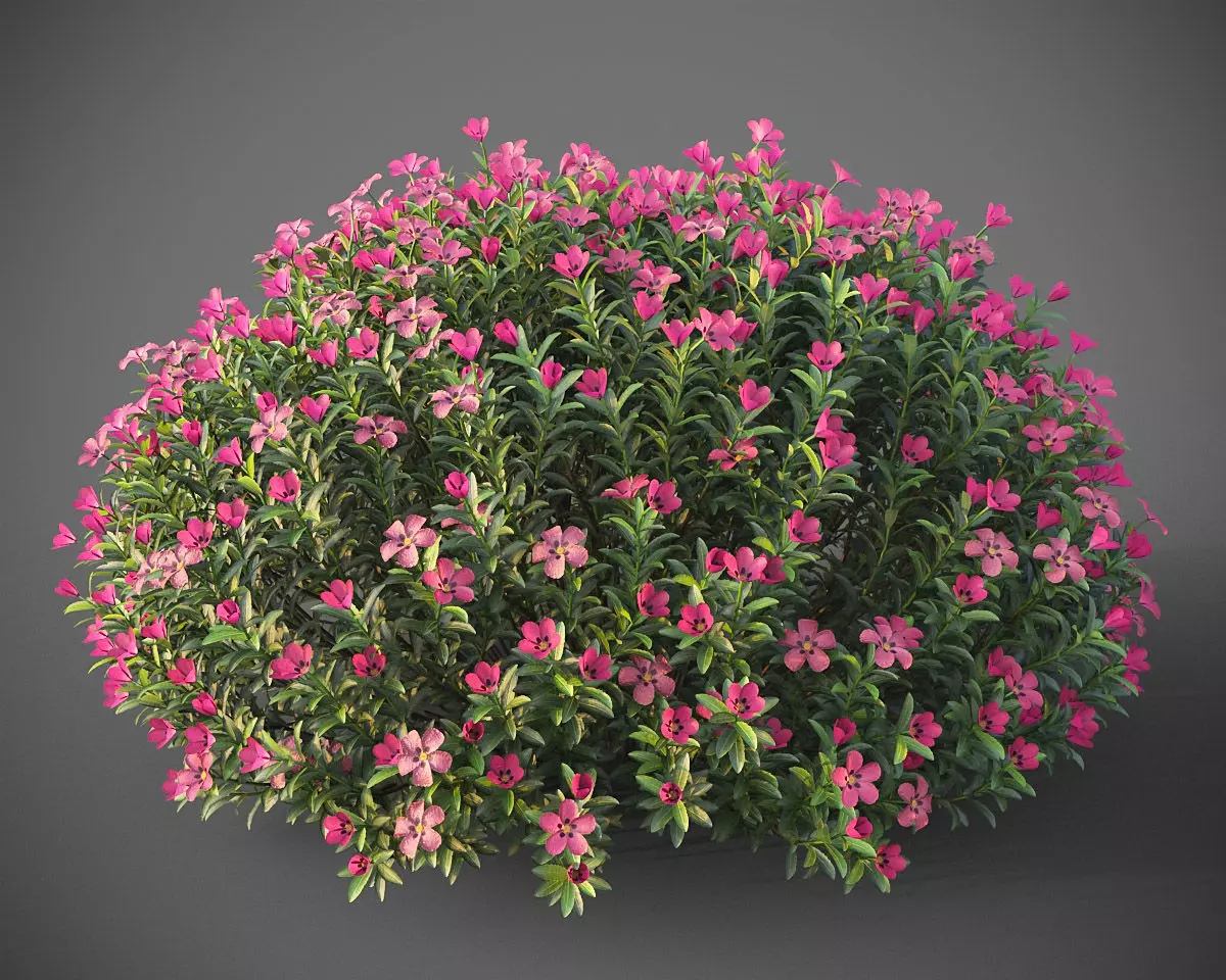XfrogPlants Purple Rock Rose - Cistus Purpureus 3D model