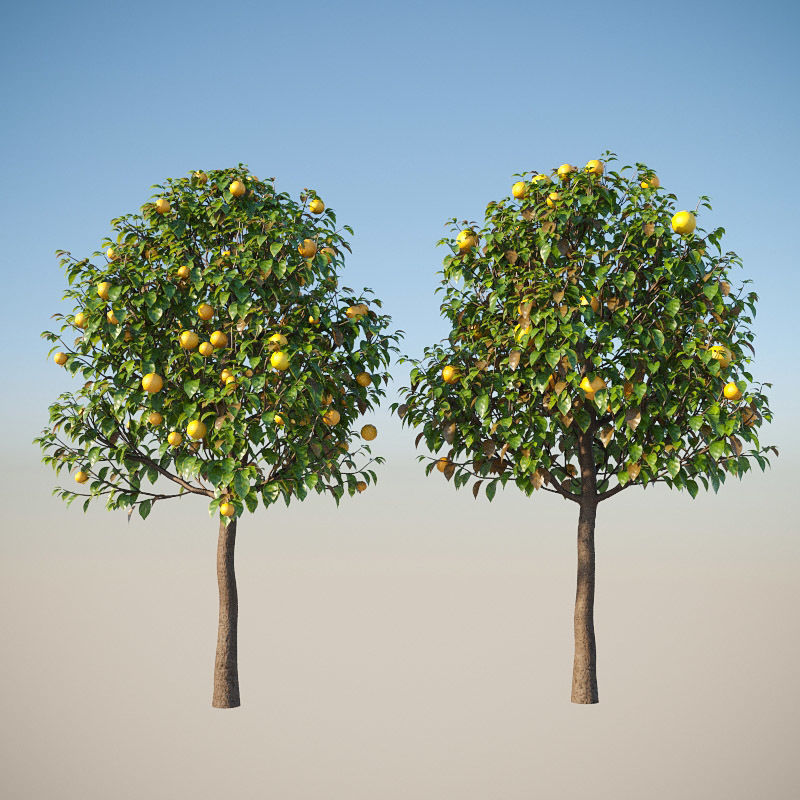 XfrogPlants Key Lime - Citrus Aurantifolia  3D model_19