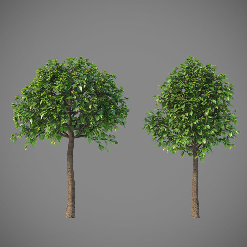 XfrogPlants Key Lime - Citrus Aurantifolia  3D model_17