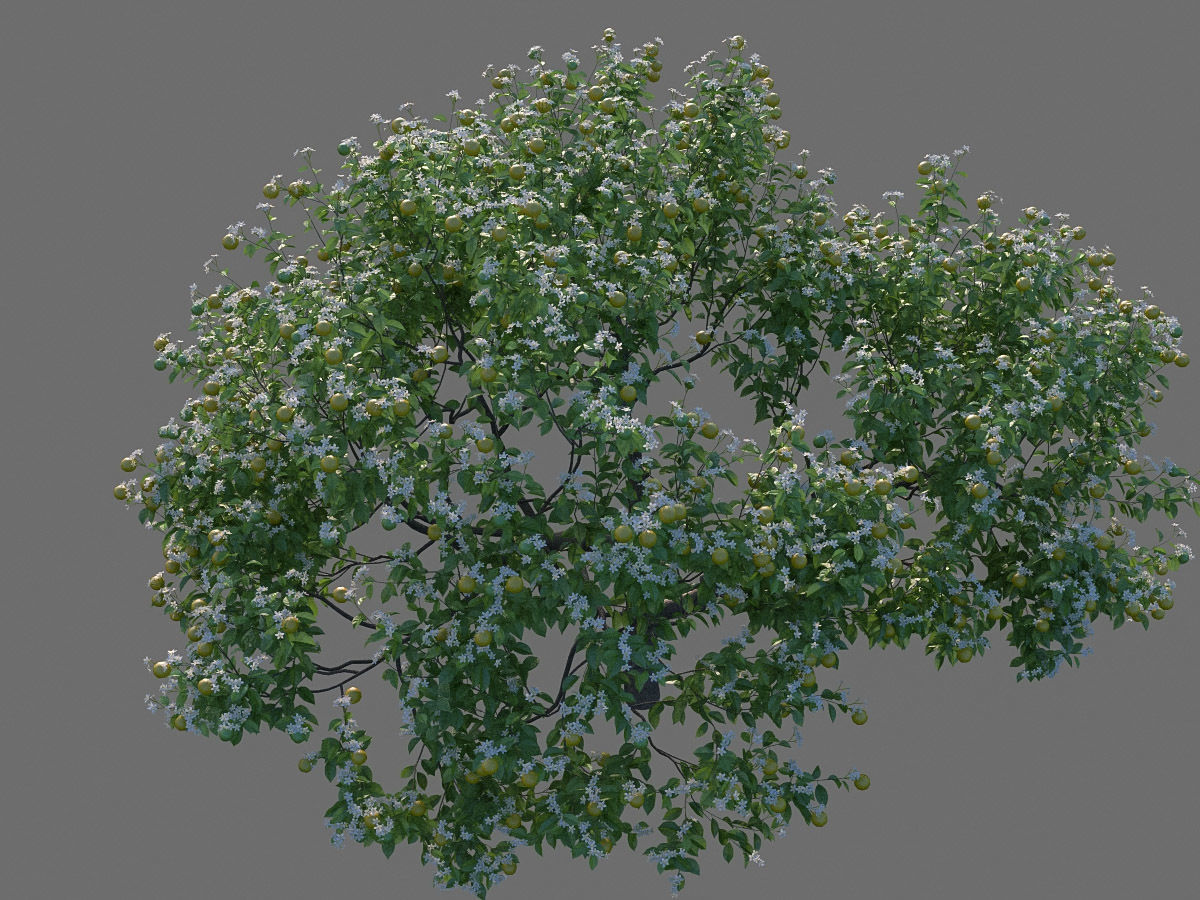 XfrogPlants Key Lime - Citrus Aurantifolia  3D model_9