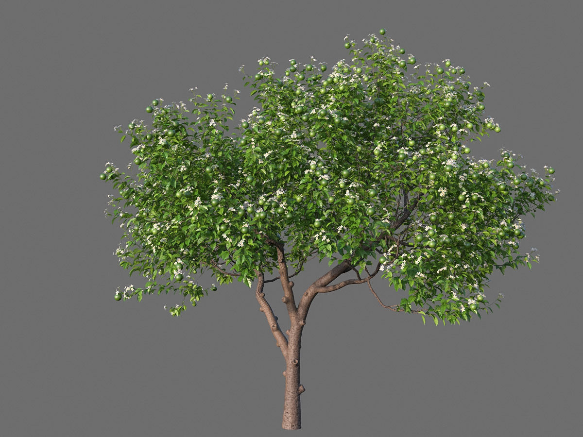 XfrogPlants Key Lime - Citrus Aurantifolia  3D model_4