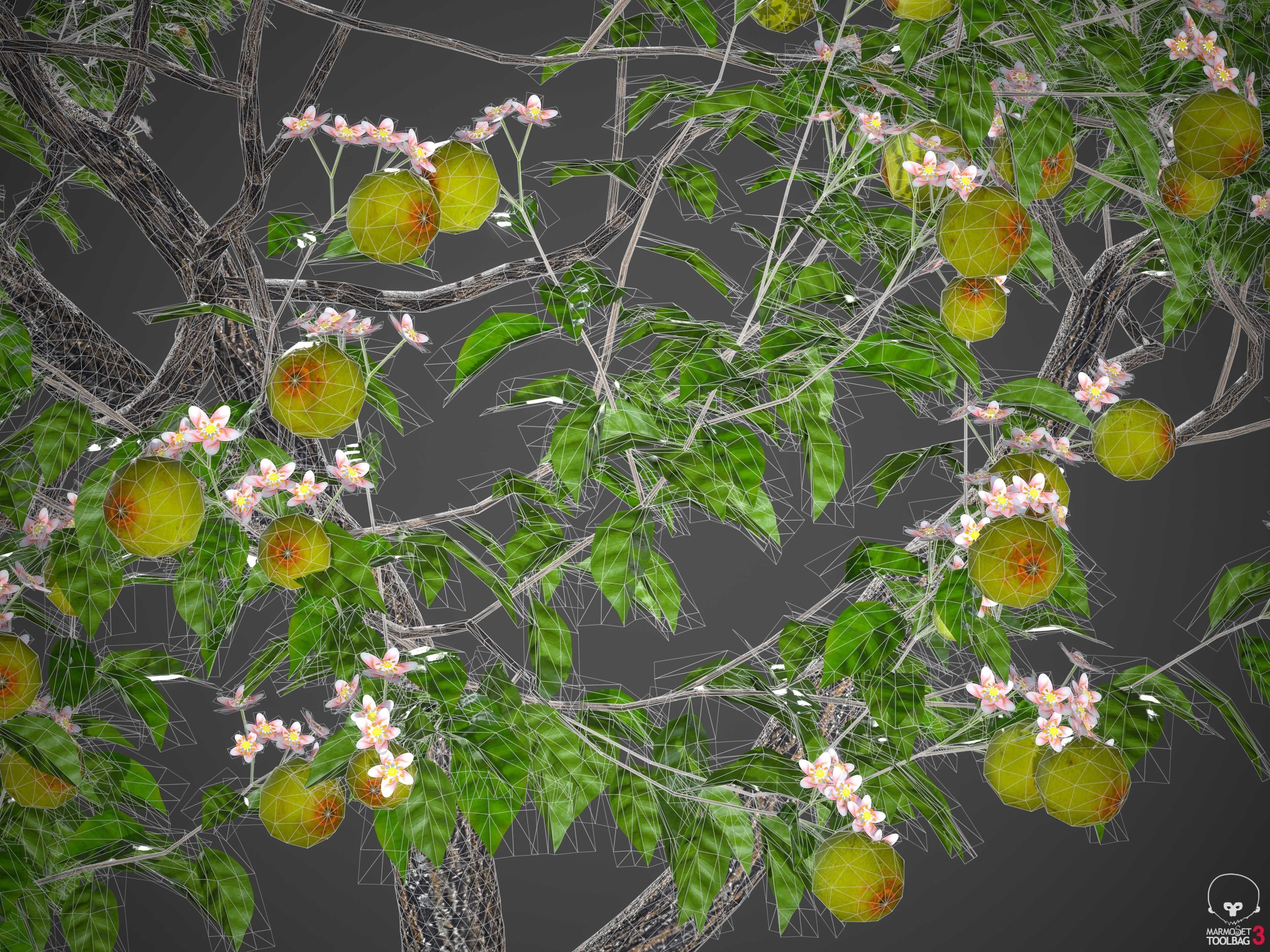 XfrogPlants Key Lime - Citrus Aurantifolia  3D model_20