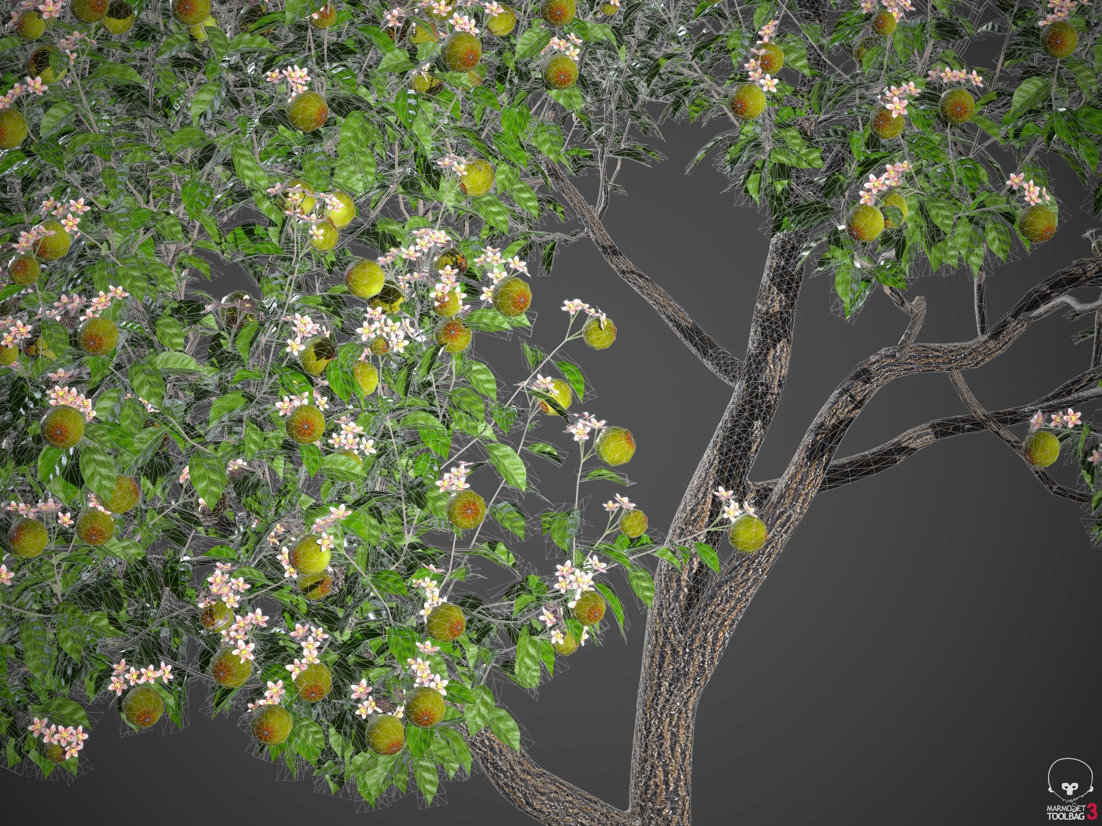 XfrogPlants Key Lime - Citrus Aurantifolia  3D model_21
