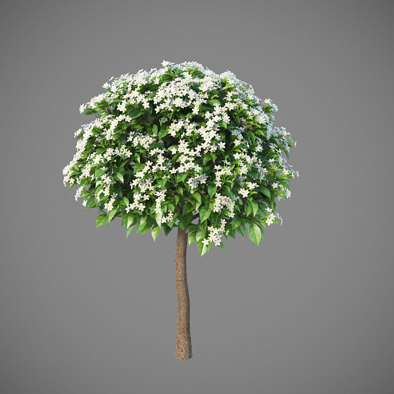 XfrogPlants Key Lime - Citrus Aurantifolia  3D model_15