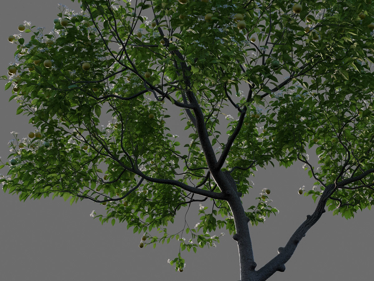XfrogPlants Key Lime - Citrus Aurantifolia  3D model_8