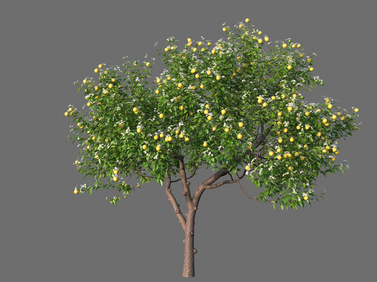 XfrogPlants Key Lime - Citrus Aurantifolia  3D model_5