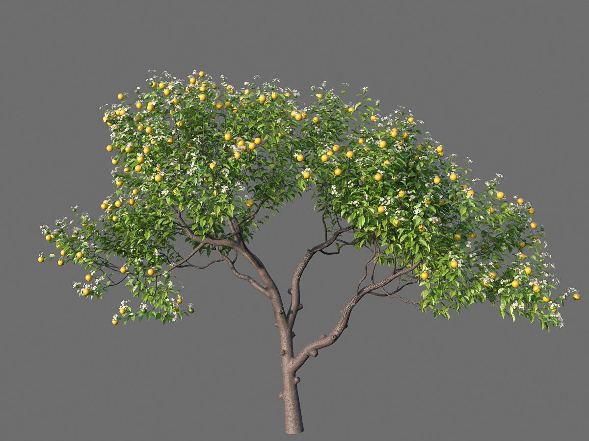 XfrogPlants Key Lime - Citrus Aurantifolia  3D model_6