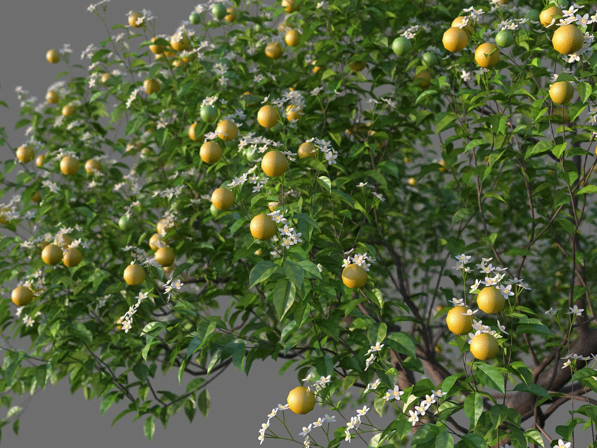 XfrogPlants Key Lime - Citrus Aurantifolia  3D model_3