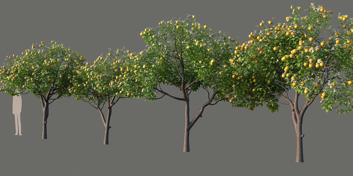 XfrogPlants Key Lime - Citrus Aurantifolia  3D model_11