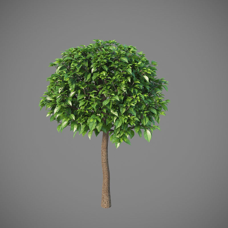 XfrogPlants Key Lime - Citrus Aurantifolia  3D model_14