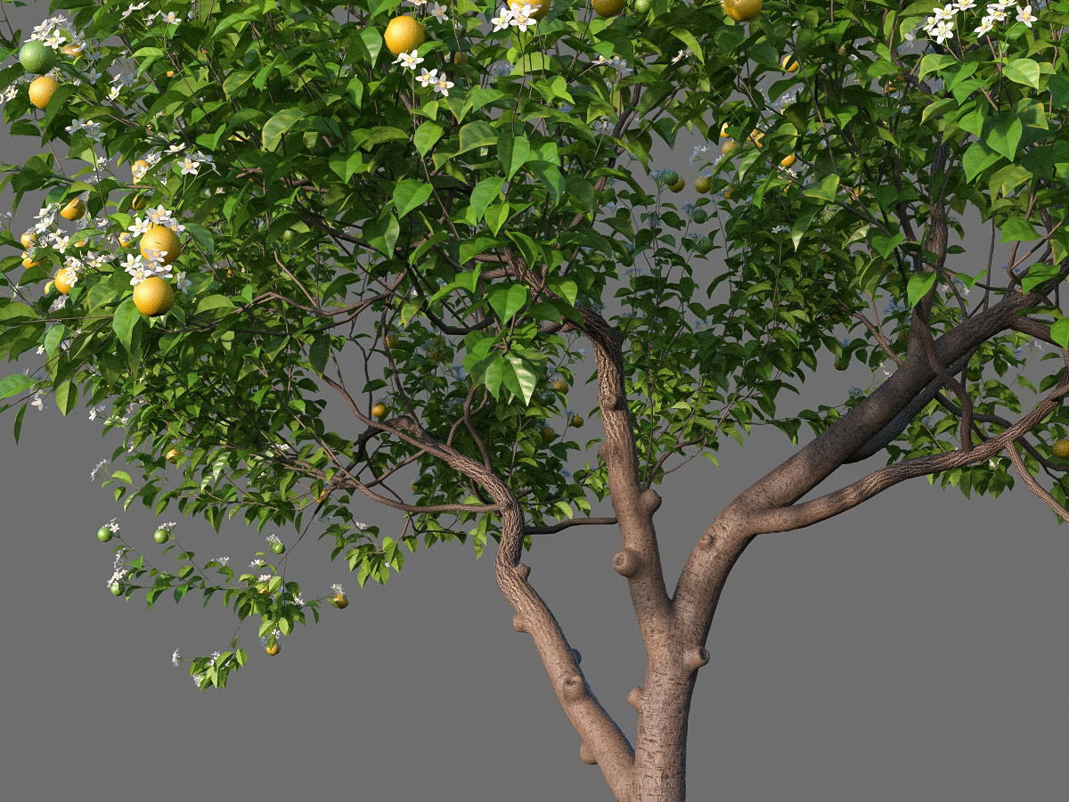 XfrogPlants Key Lime - Citrus Aurantifolia  3D model_10