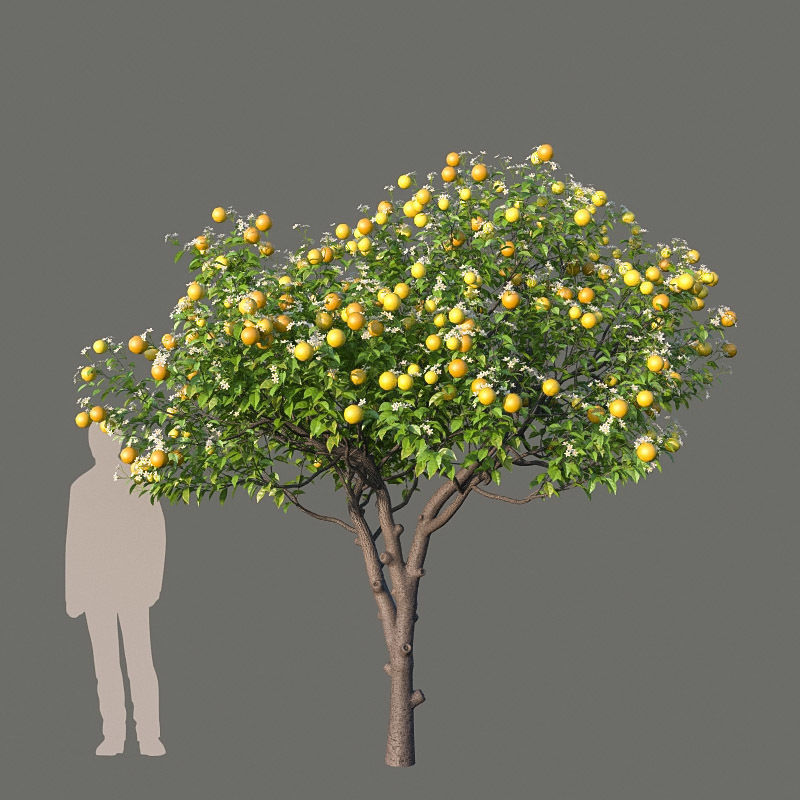 XfrogPlants Key Lime - Citrus Aurantifolia  3D model_12
