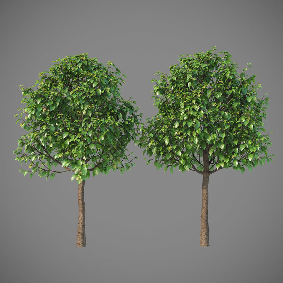 XfrogPlants Key Lime - Citrus Aurantifolia  3D model_18