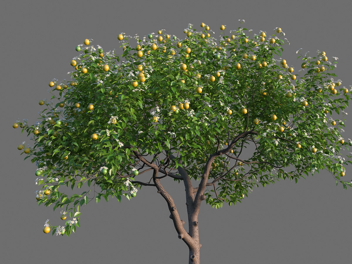 XfrogPlants Key Lime - Citrus Aurantifolia  3D model_2