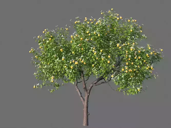 XfrogPlants Key Lime - Citrus Aurantifolia  3D model