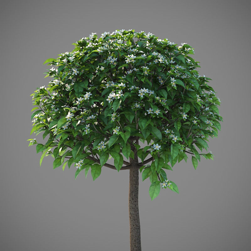 XfrogPlants Key Lime - Citrus Aurantifolia  3D model_16