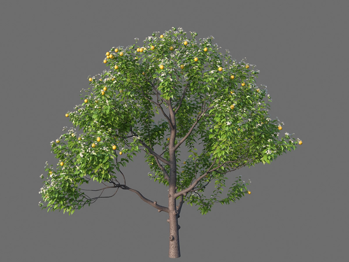 XfrogPlants Key Lime - Citrus Aurantifolia  3D model_7