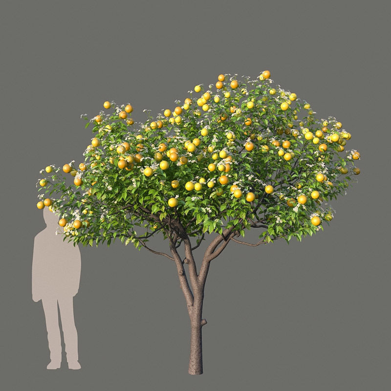 XfrogPlants Key Lime - Citrus Aurantifolia  3D model_13