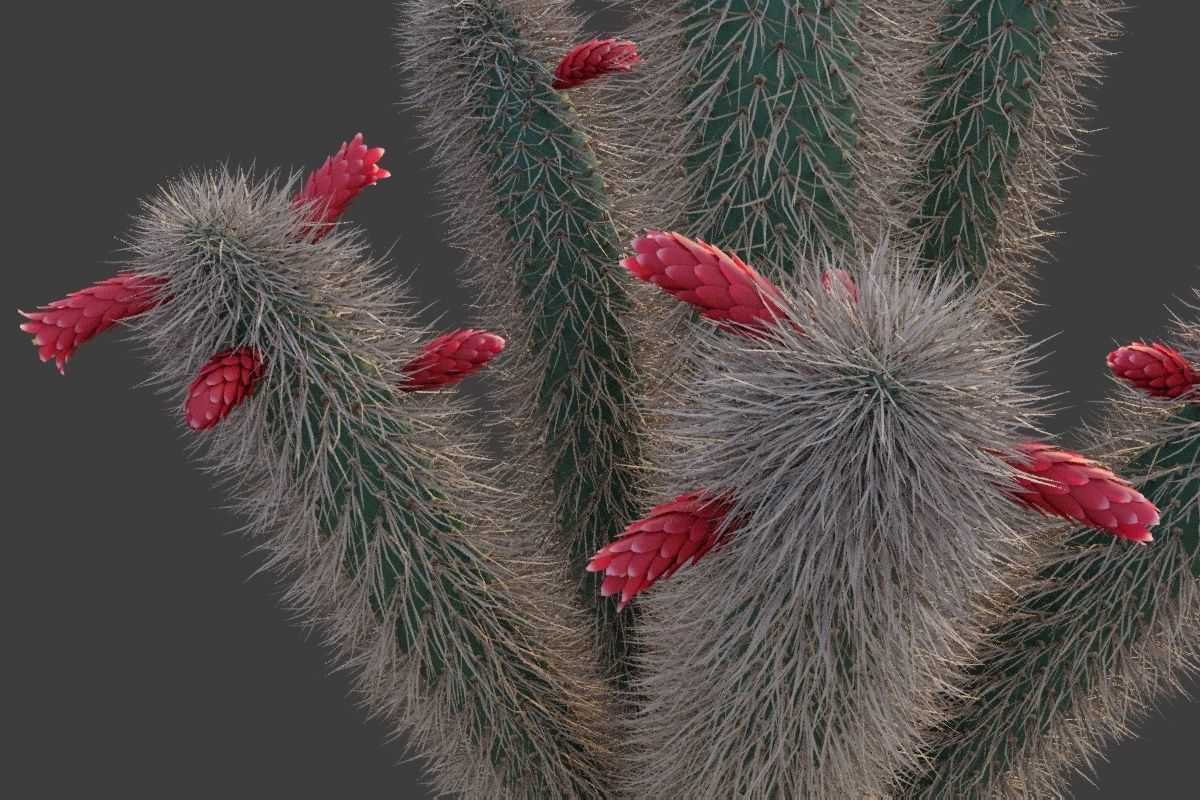 XfrogPlants Muyasa - Cleistocactus Sepium  3D model_4