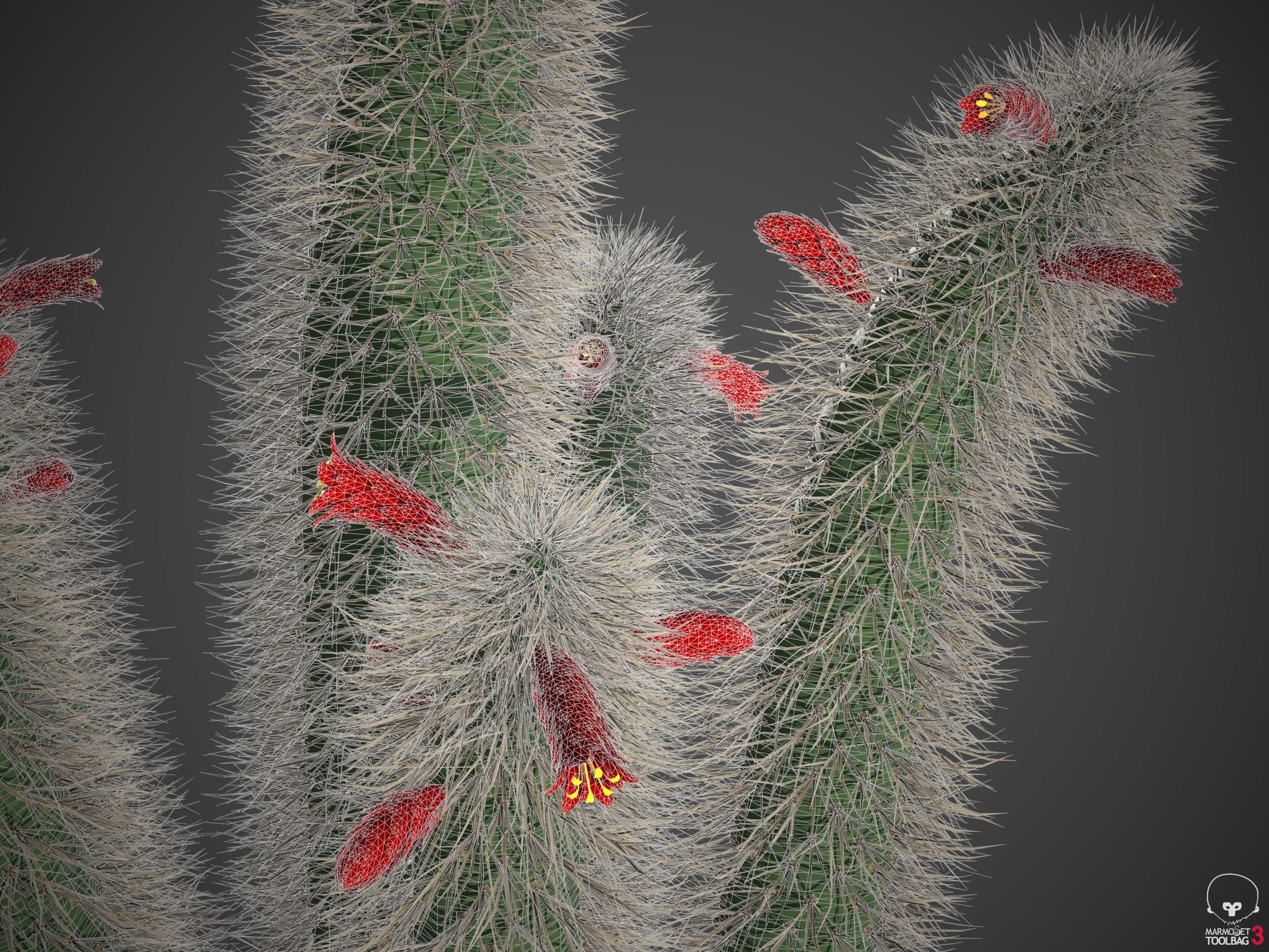 XfrogPlants Muyasa - Cleistocactus Sepium  3D model_6
