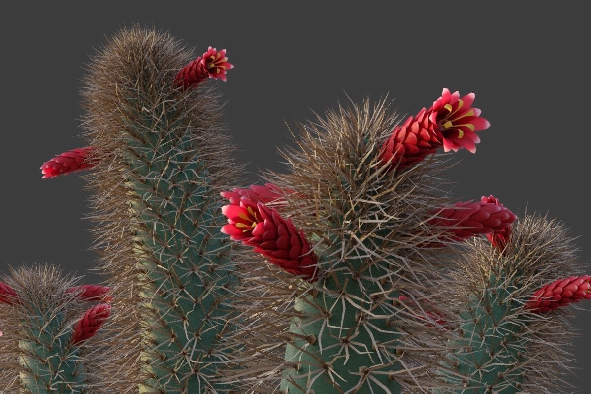XfrogPlants Muyasa - Cleistocactus Sepium  3D model_3