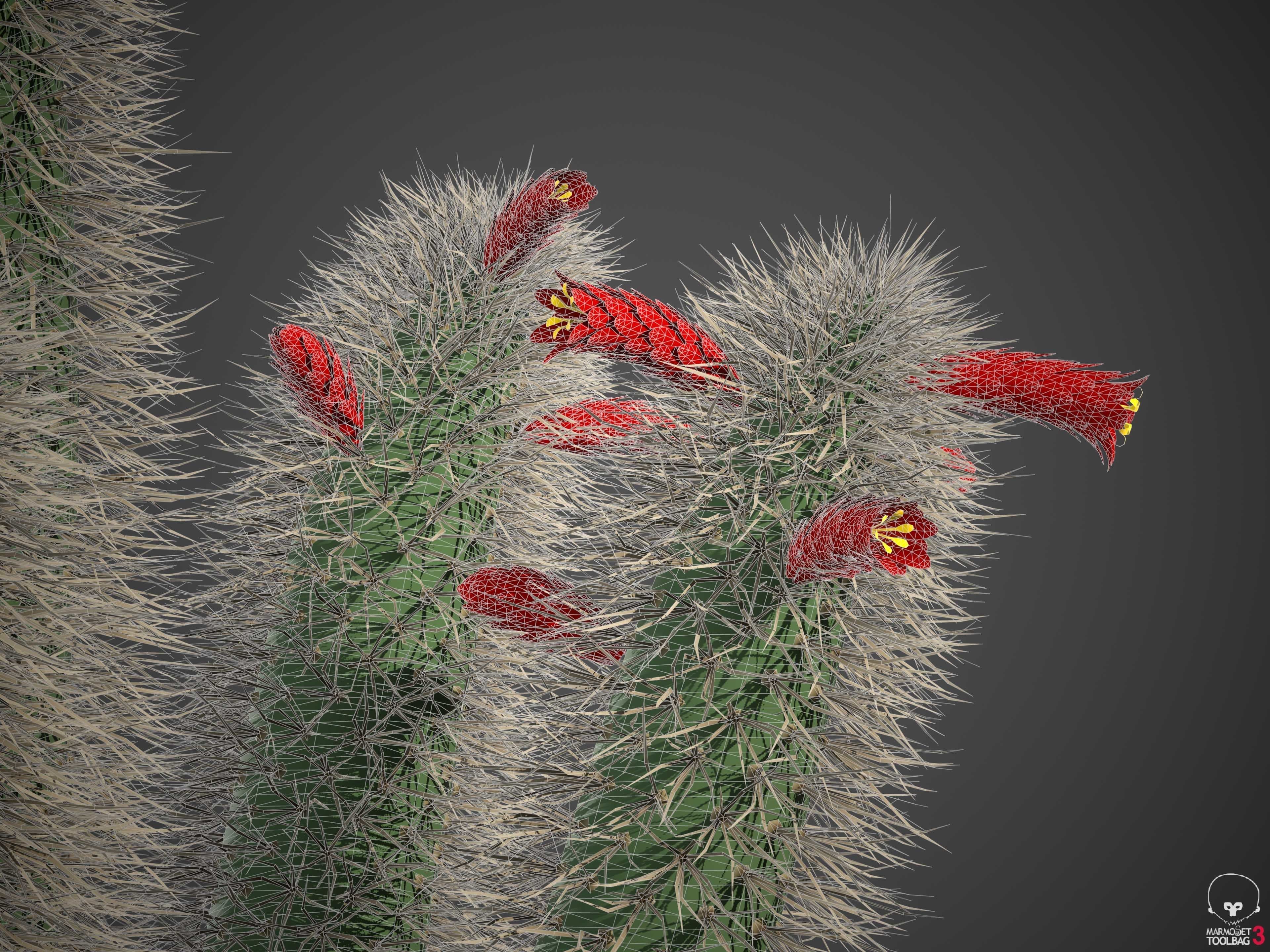XfrogPlants Muyasa - Cleistocactus Sepium  3D model_5