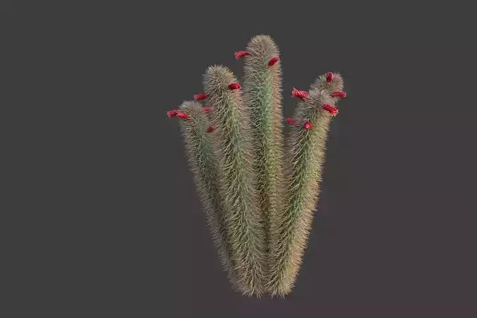 XfrogPlants Muyasa - Cleistocactus Sepium  3D model