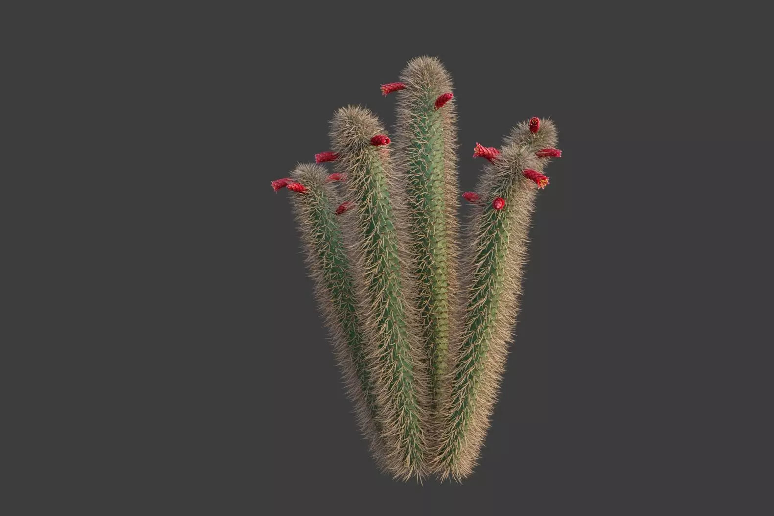 XfrogPlants Muyasa - Cleistocactus Sepium  3D model_0