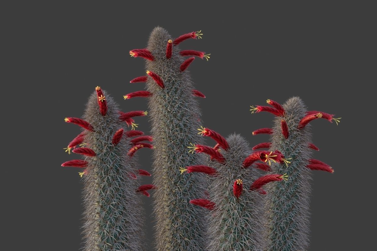 XfrogPlants Wooly Torch - Cleistocactus Strausii  3D model_4