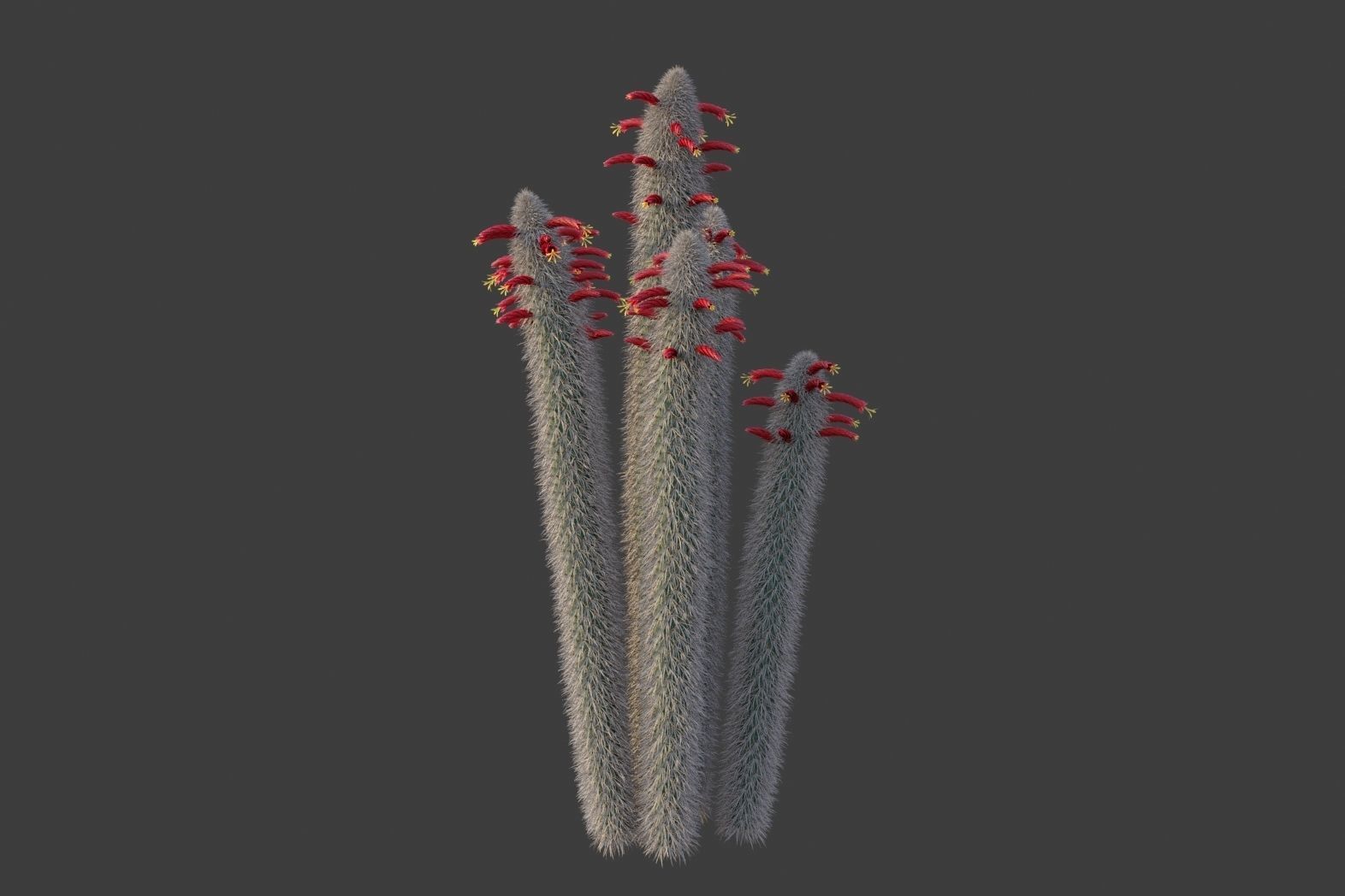 XfrogPlants Wooly Torch - Cleistocactus Strausii  3D model_2