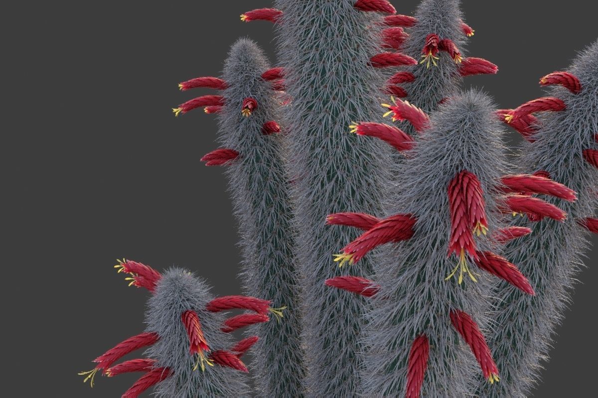XfrogPlants Wooly Torch - Cleistocactus Strausii  3D model_3
