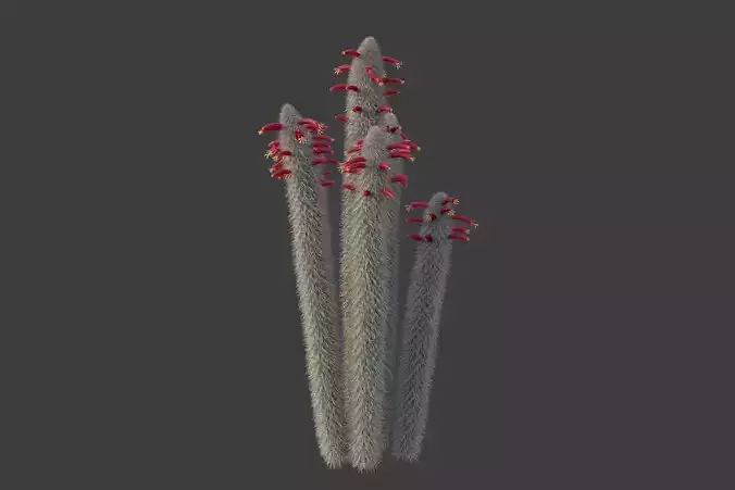 XfrogPlants Wooly Torch - Cleistocactus Strausii  3D model