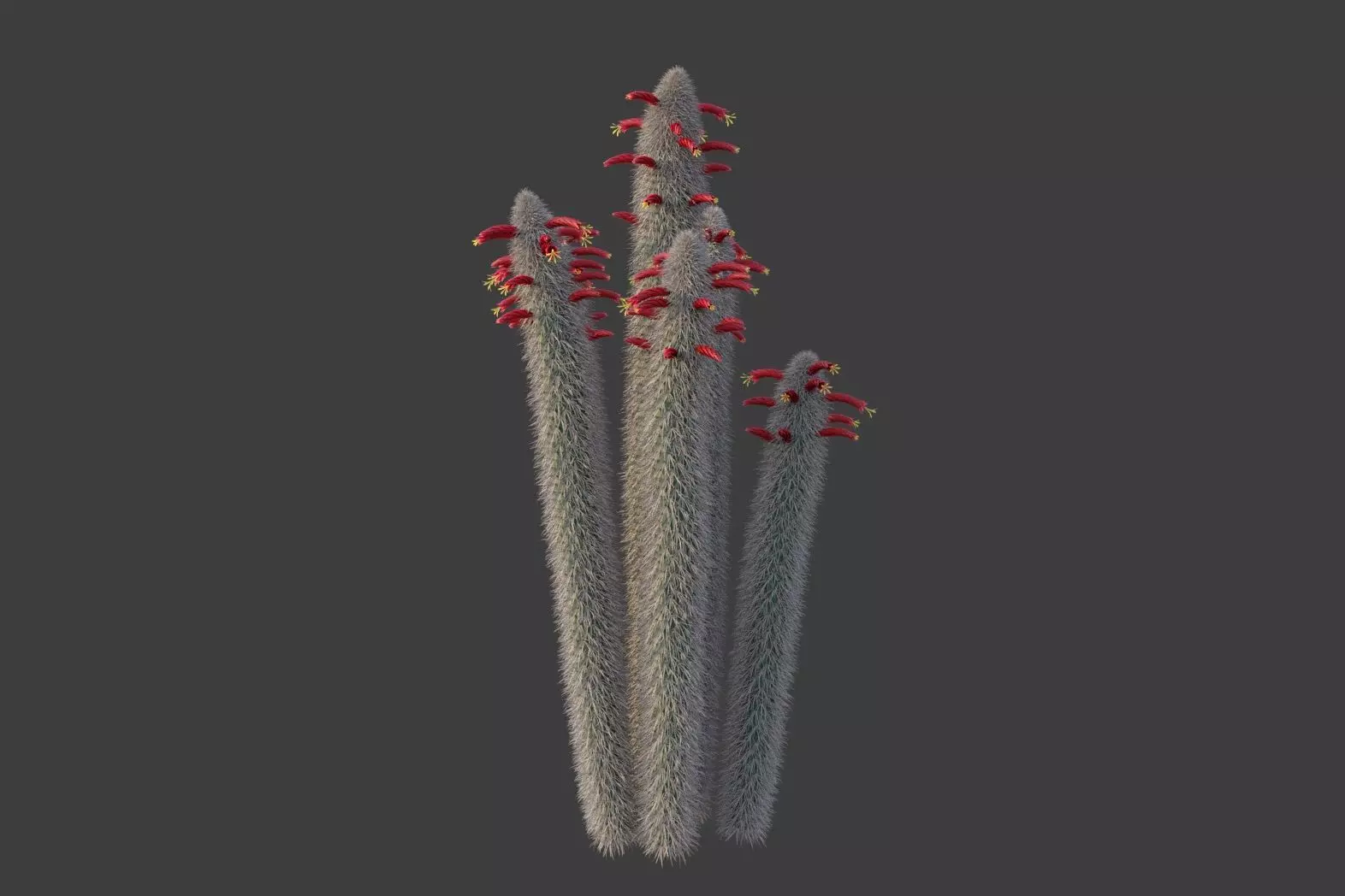 XfrogPlants Wooly Torch - Cleistocactus Strausii  3D model_0