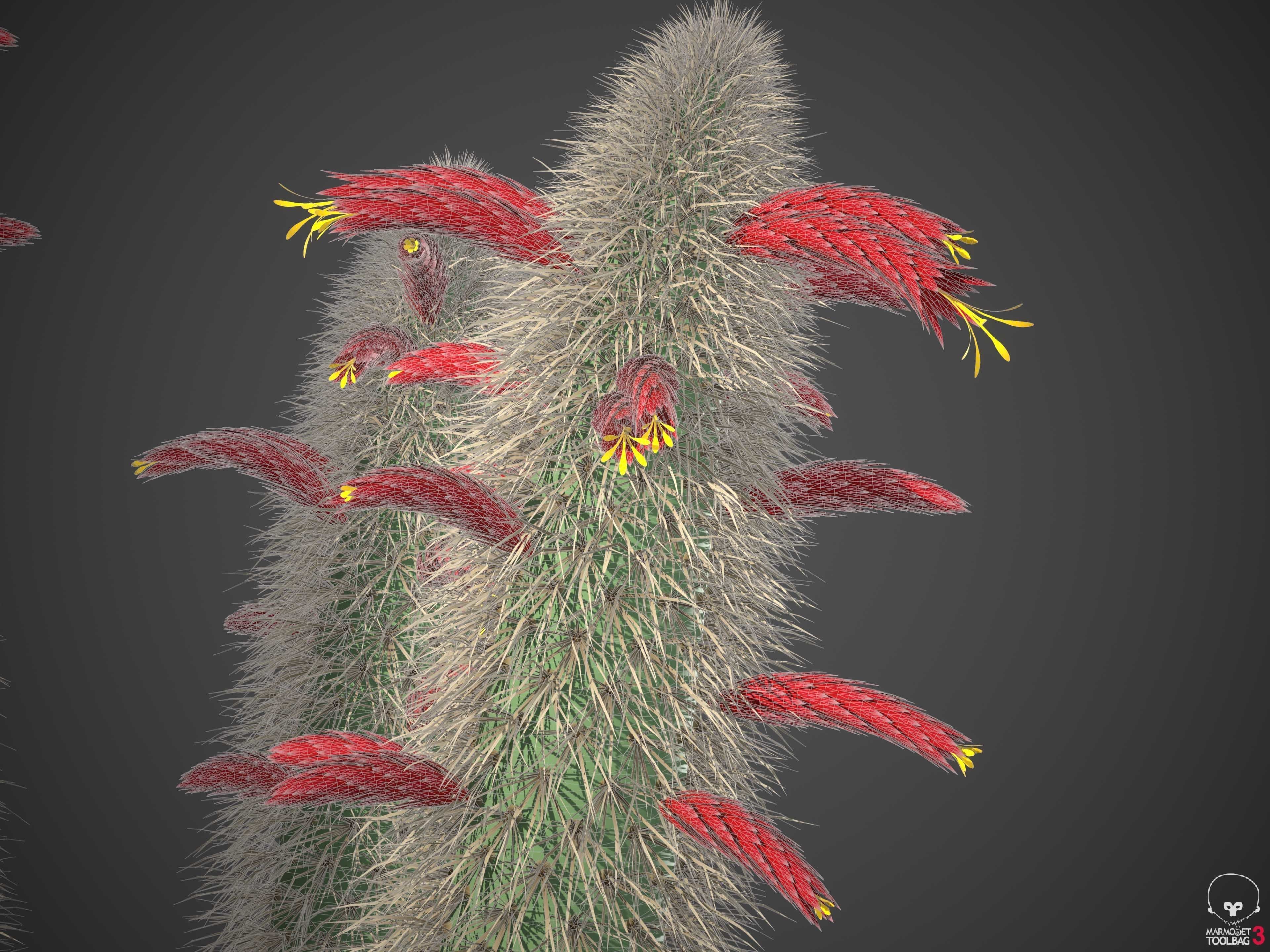 XfrogPlants Wooly Torch - Cleistocactus Strausii  3D model_5
