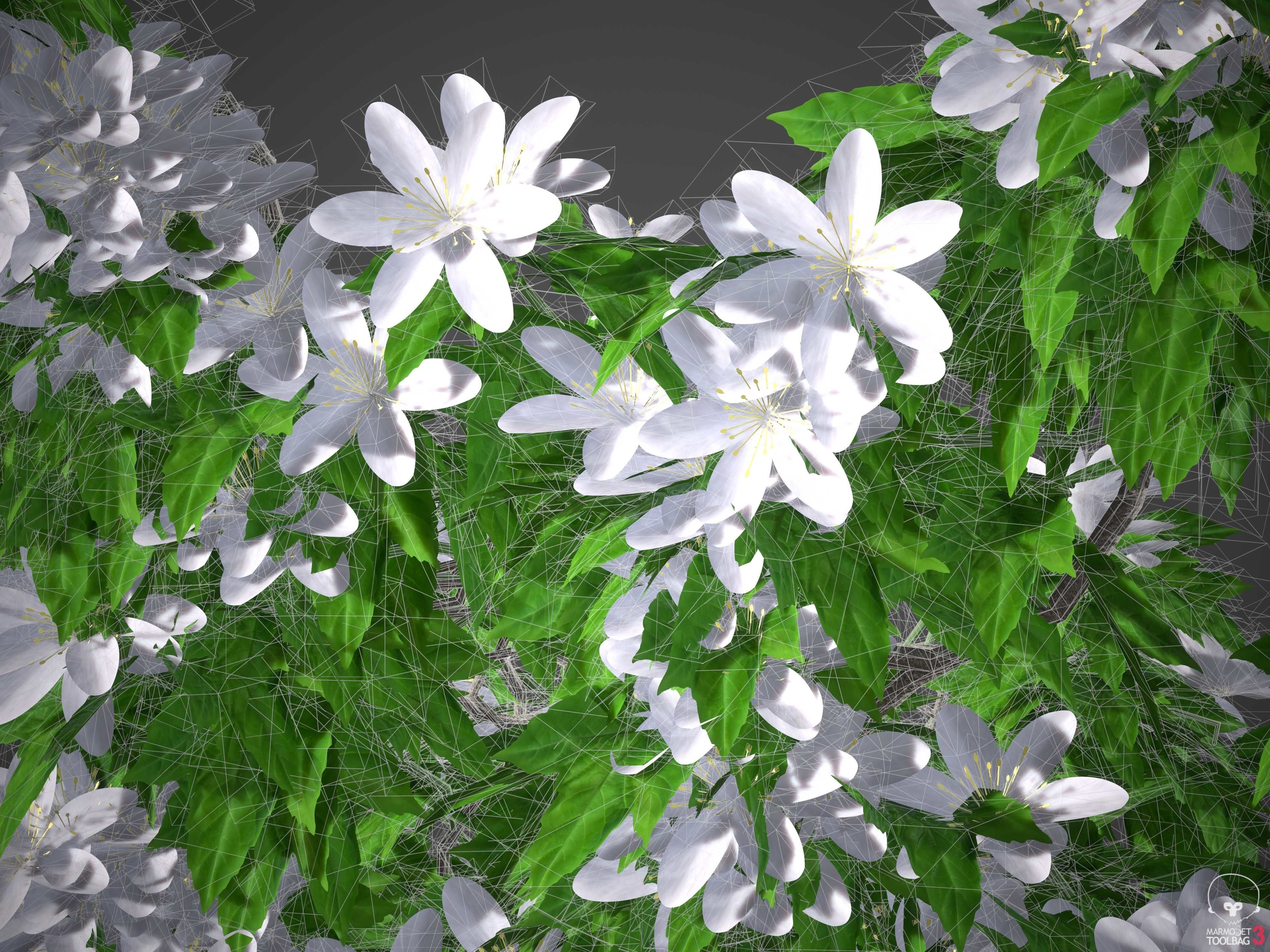 XfrogPlants Avalanche - Clematis Cartmanii  3D model_5