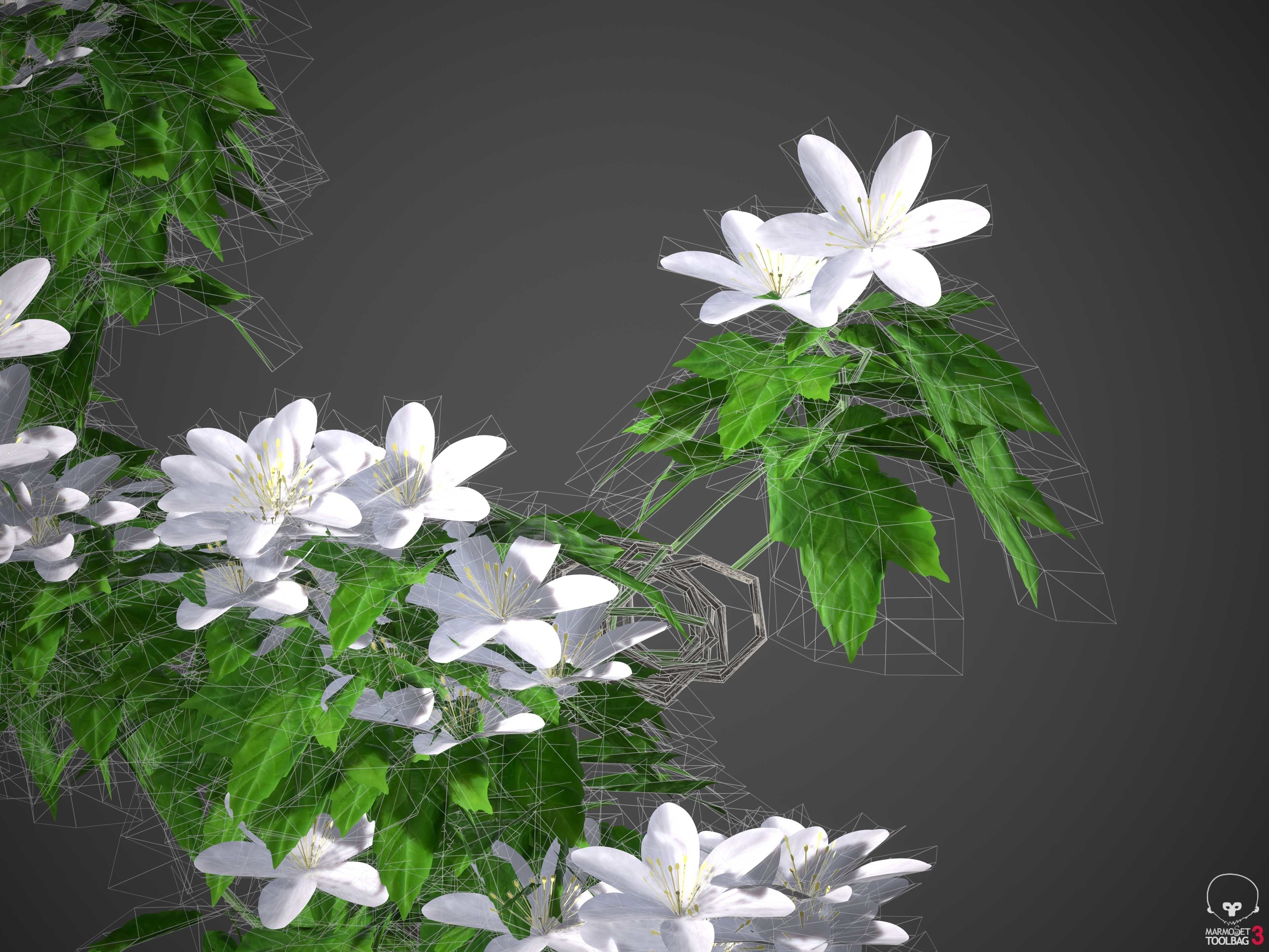 XfrogPlants Avalanche - Clematis Cartmanii  3D model_4